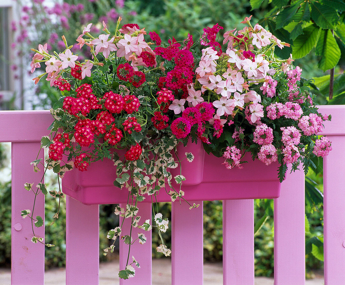 Verbena (verbena), Nicotiana (ornamental tobacco), Glechoma