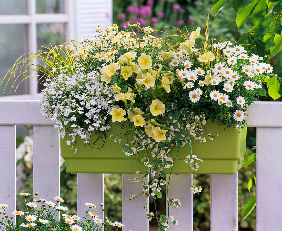 Argyranthemum frutescens (Marguerite), white and yellow, Lobelia