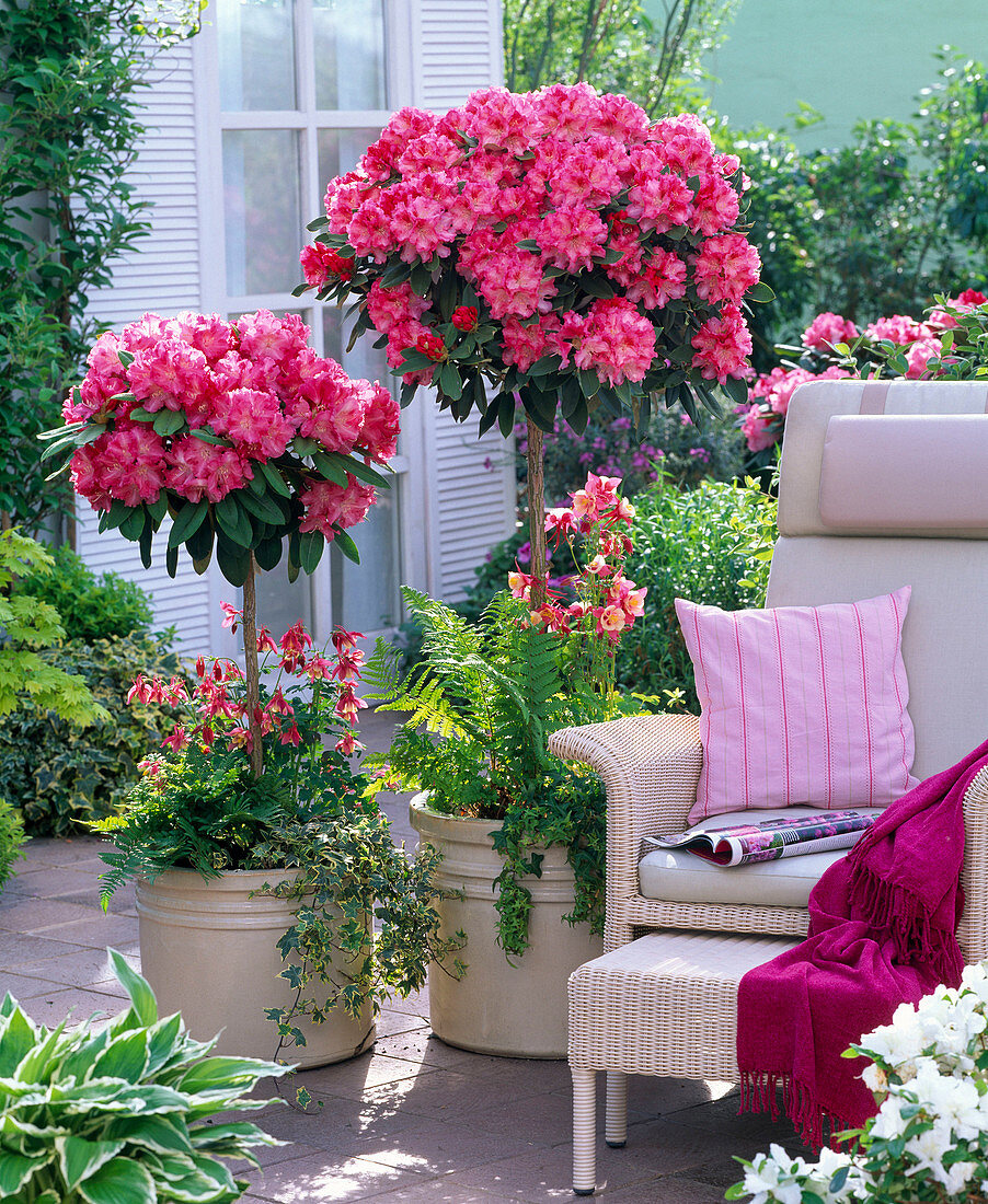 Rhododendron yakushimanum 'dawn red' (alpine rose)