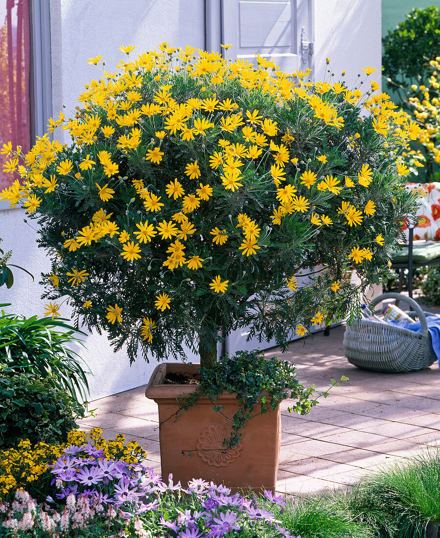 Euryops chrysanthemoides (yellow marguerite) underplanted