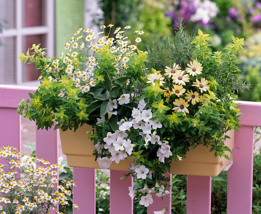 Origanum 'Aureum' (Goldoregano), Chamomilla (Kamille), Salvia