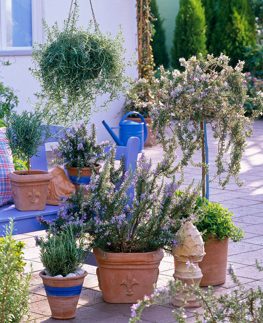 Rosmarinus officinalis (Rosemary), Rosmarinus lavandulaceus