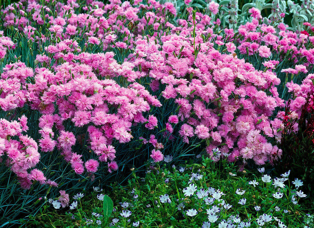 Dianthus plumarius 'Maggie' (gefüllte Federnelke)