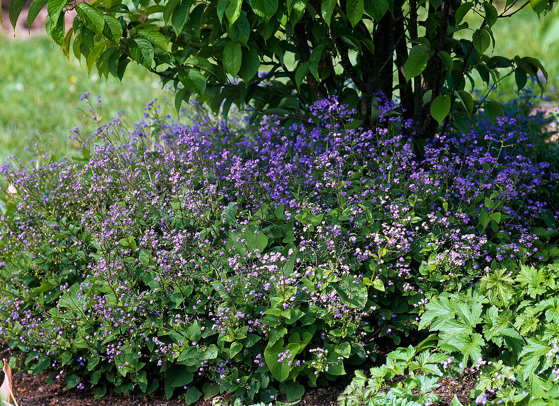 Brunnera macrophylla (Caucasus forget-me-not)