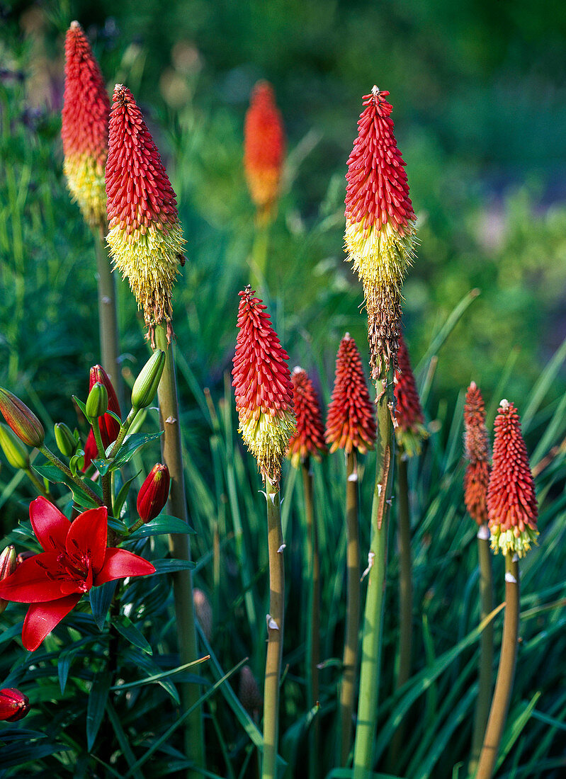 Kniphofia uvaria 'Grandiflora' (Fackellilie)