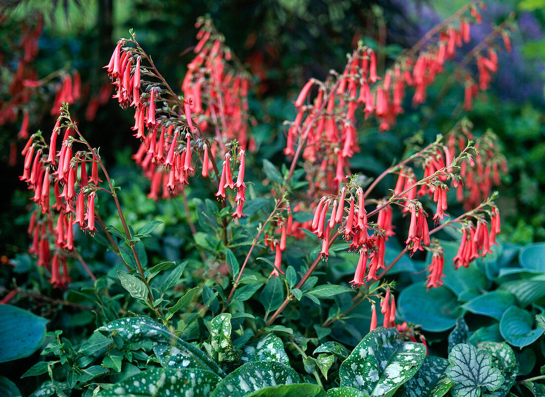 Phygelius candydrop 'Salmon' (Cape fuchsia)