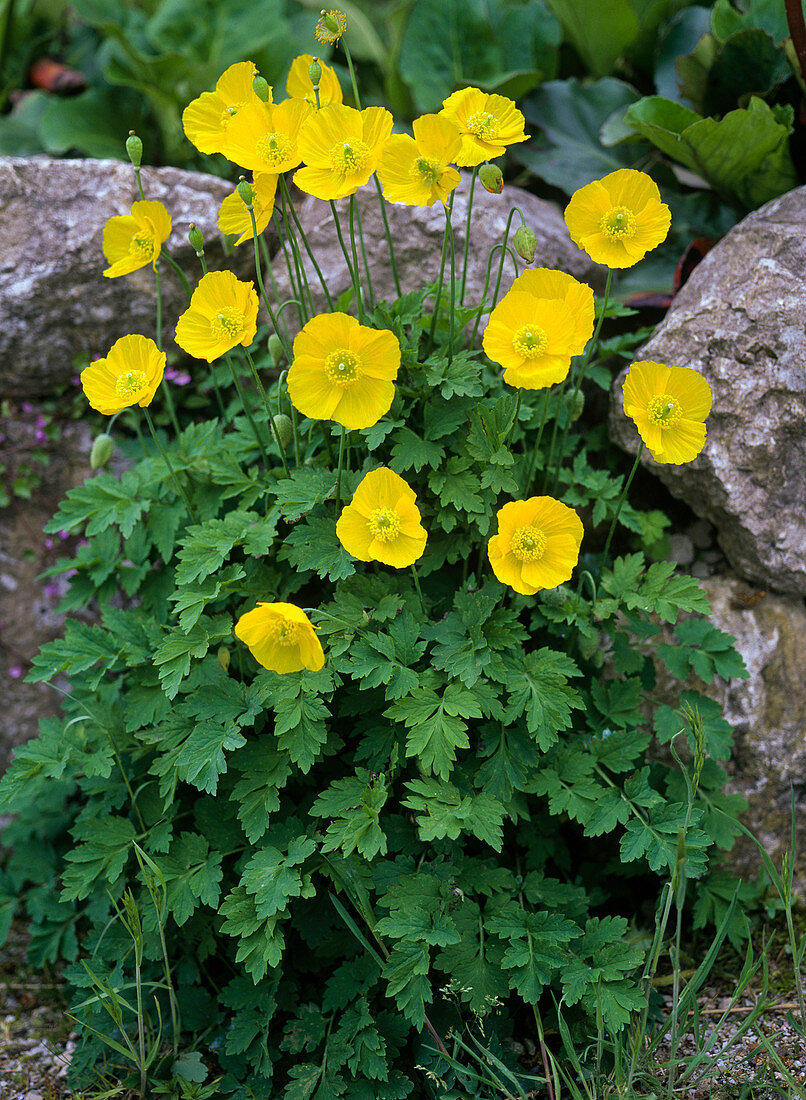 Meconopsis cambrica (Yellow poppy)