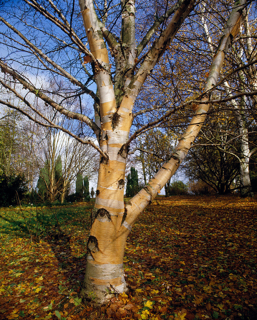 Betula potaninii (China birch)