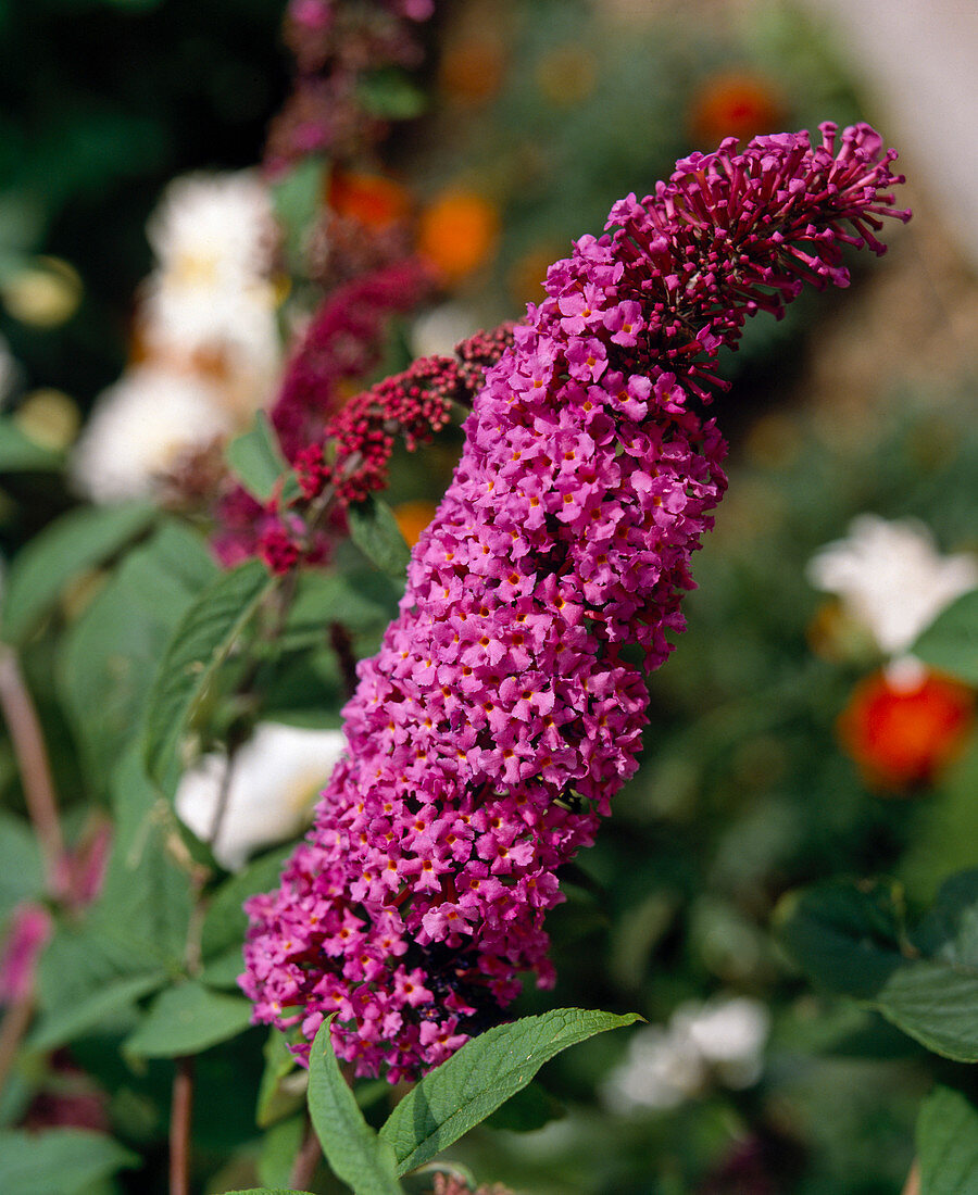 Buddleia davidii (butterfly bush)