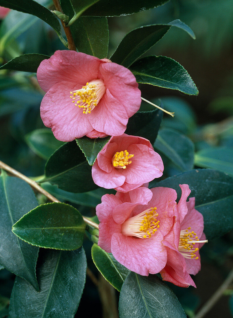 Camellia 'Cornish Spring' (Kamelie, vier Blüten)