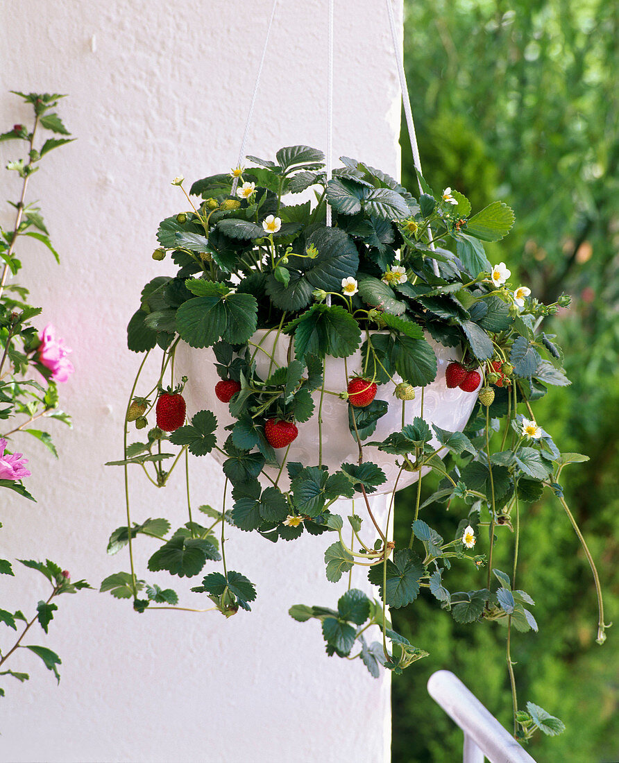 Planting a strawberry hanging basket (2/2)