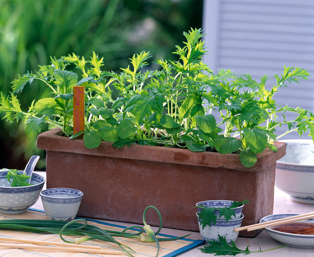 Sow Asian salads with seed tape