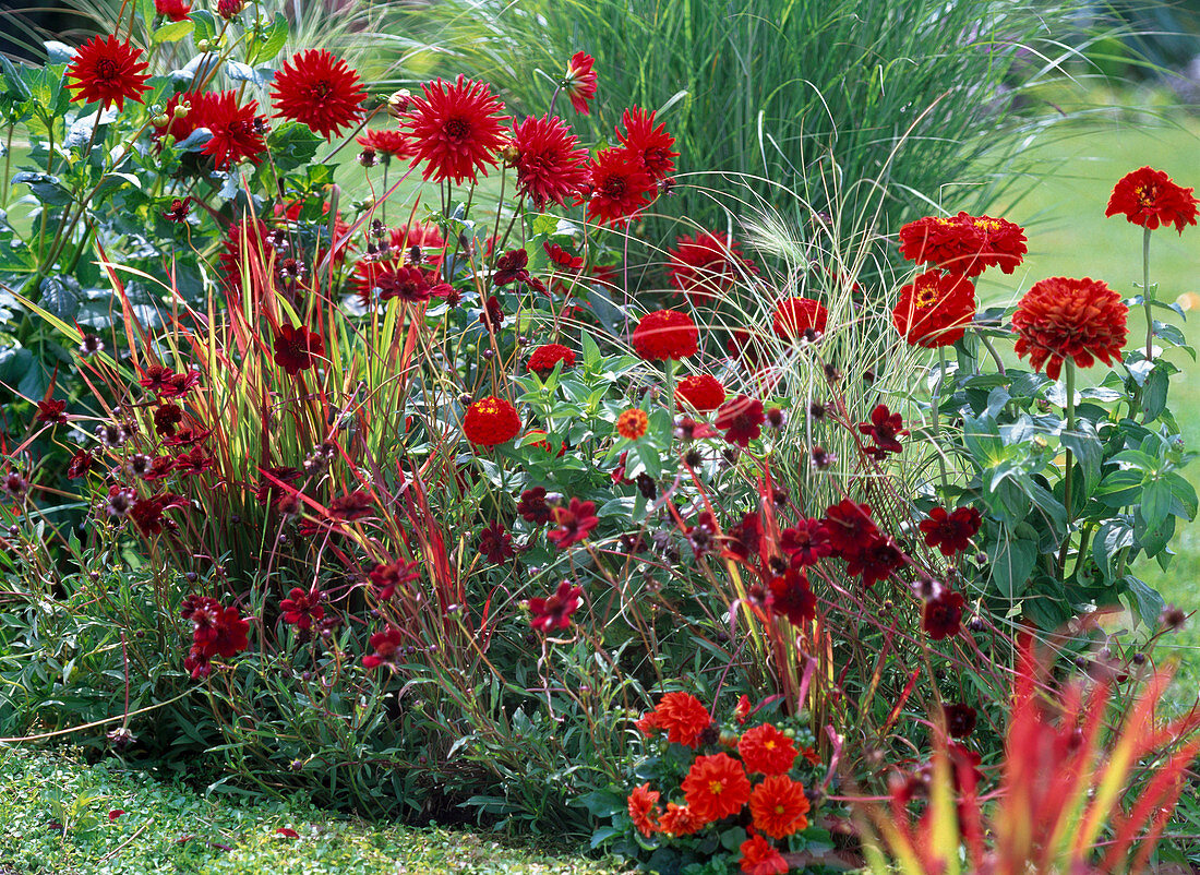 Red bed with Dahlia 'Jackpot', Zinnia, Cosmos