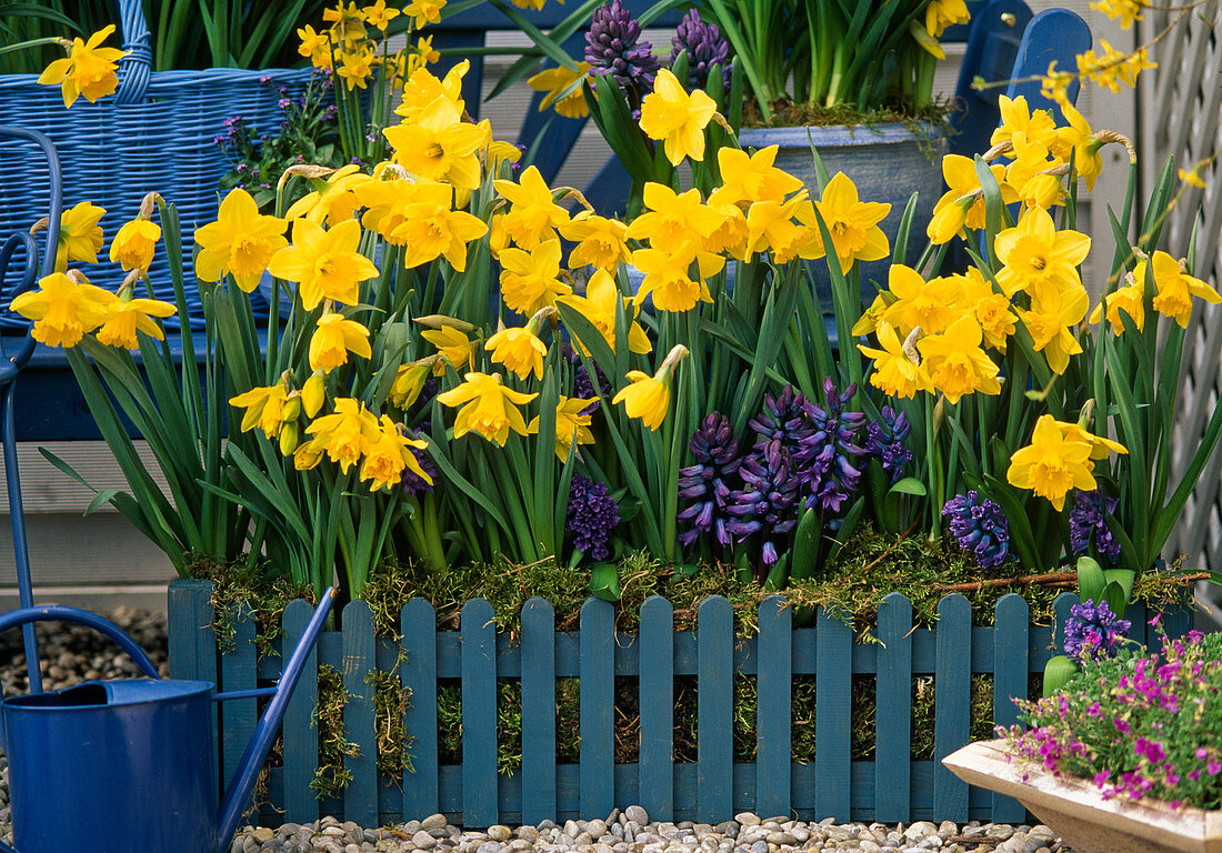 Narcissus 'Von Sion', gefüllt, 'Flower Record', ungefüllt (Narzissen)