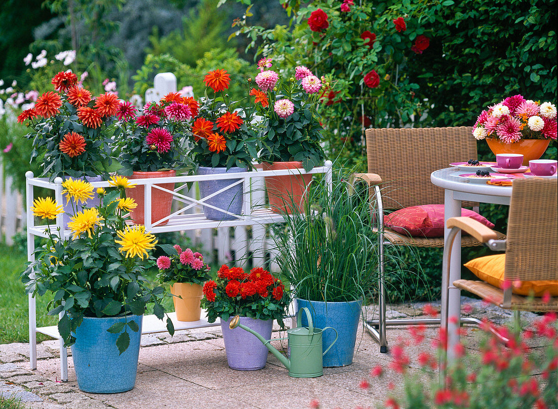 Dahlia (dahlias), Gallery dahlia, Jewel dahlia, Semi-cactus dahlia