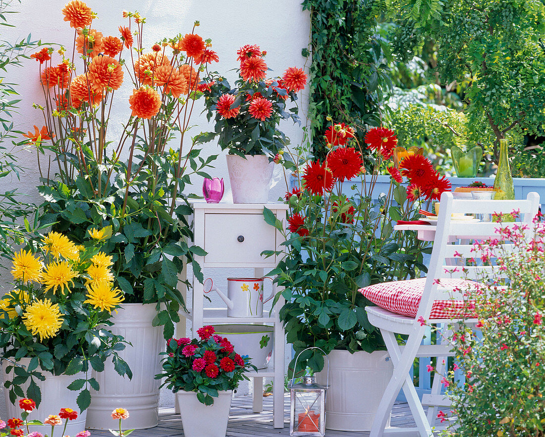 Dahlia balcony Dahlia 'Munich' yellow, 'Renato Tozio' orange, Gallery