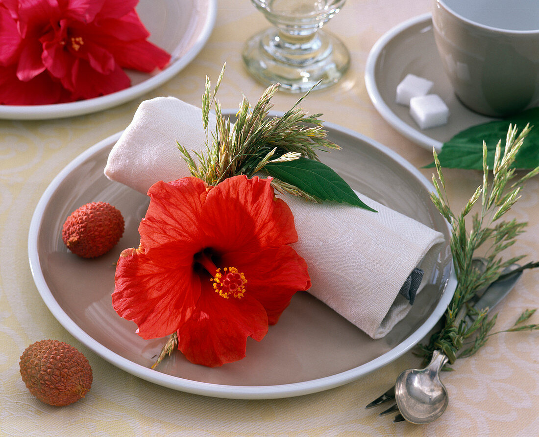 Hibiscus (Roseneibisch), rote Blüte und Gräser auf