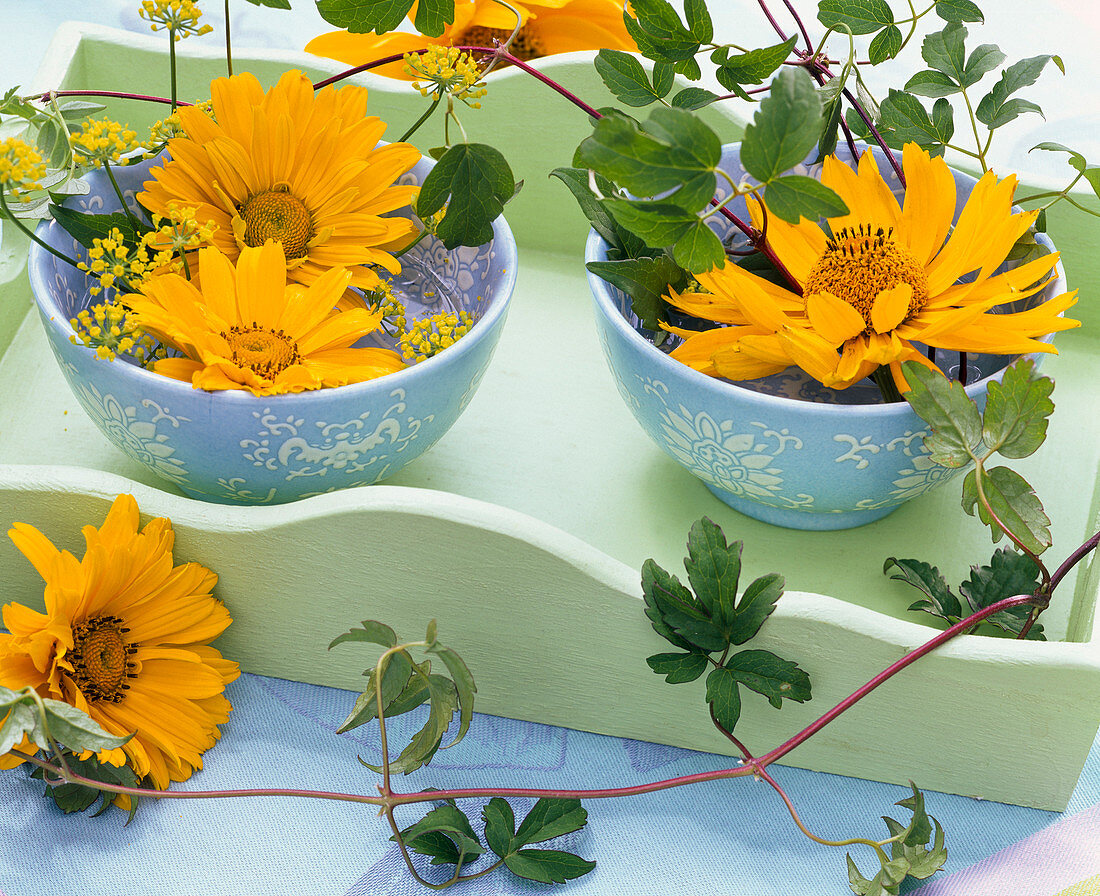 Flowers of Heliopsis (sun eye) in patterned bowls, Foeniculum