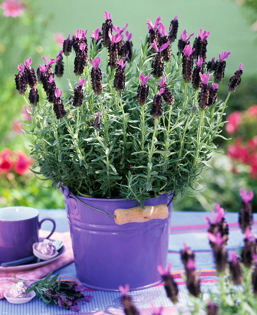 Lavandula stoechas (Spanish lavender) in purple metal bucket