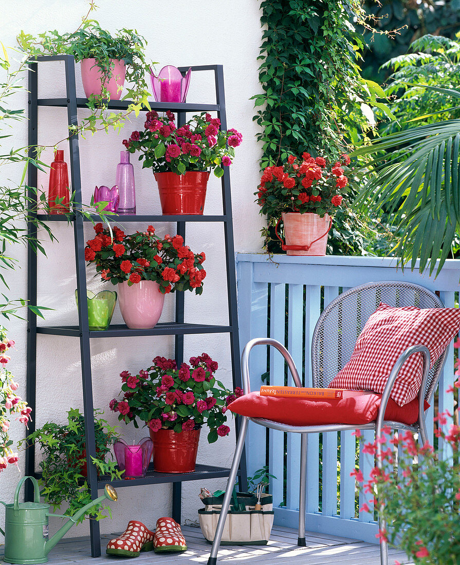 Shadow balcony with Impatiens walleriana double