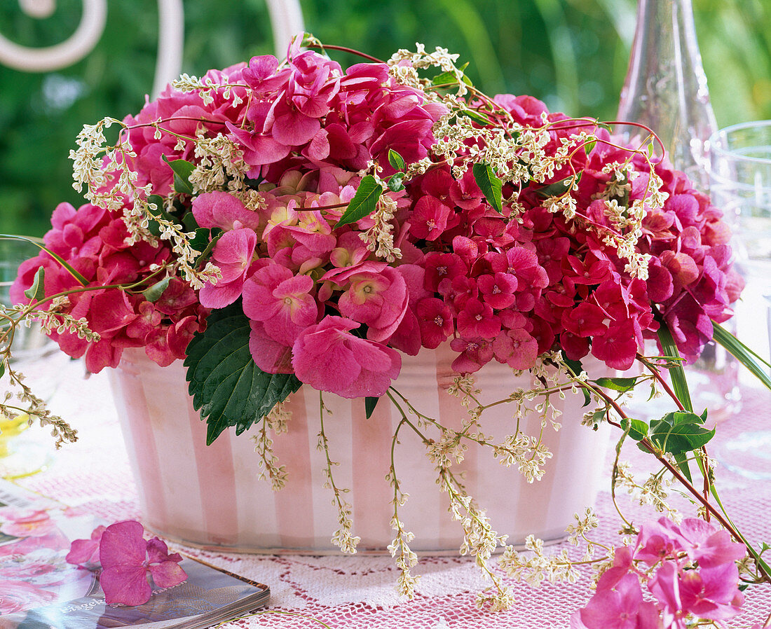 Hydrangea (Hydrangea, pink), Polygonum (Knotweed) in striped jardiniere