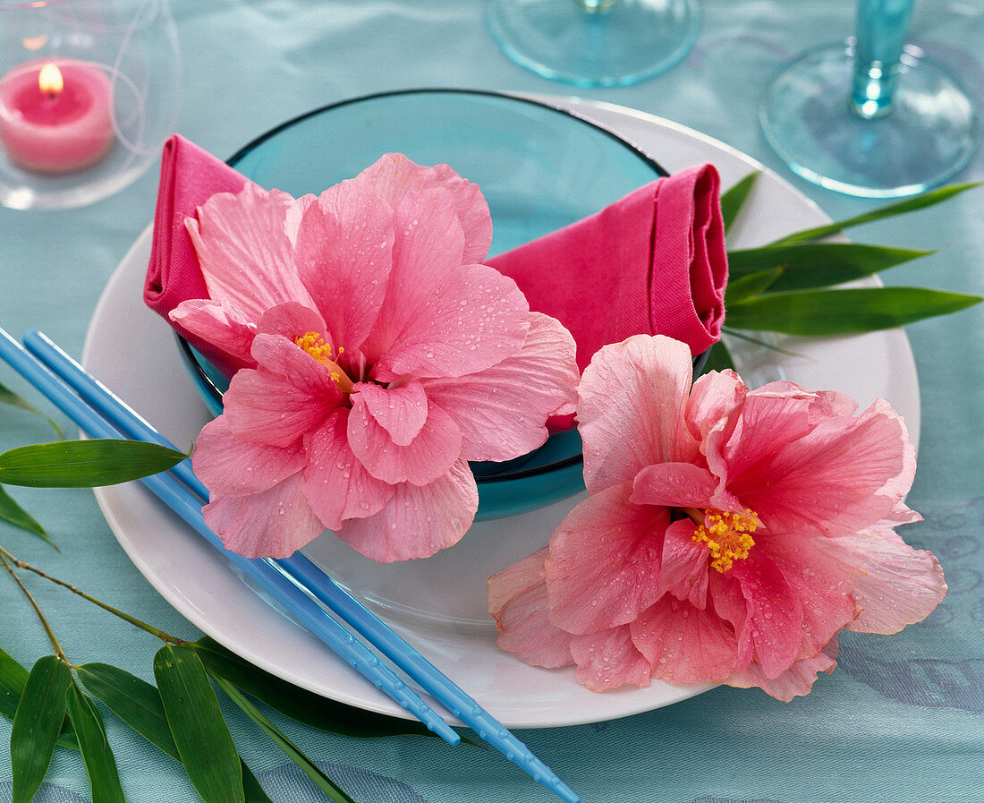 Blossoms of Hibiscus rosa-sinensis, blooming, rose in shell