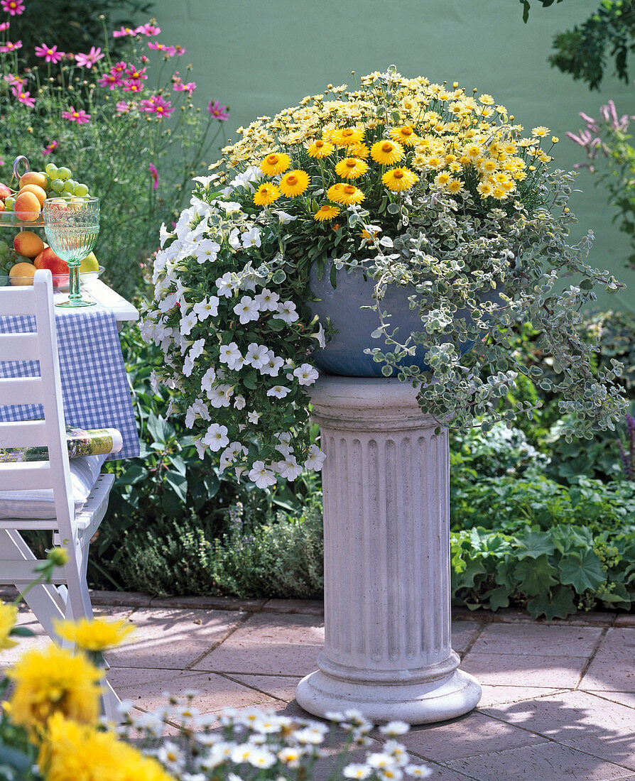 Bowl in variations, Petunia, Helichrysum