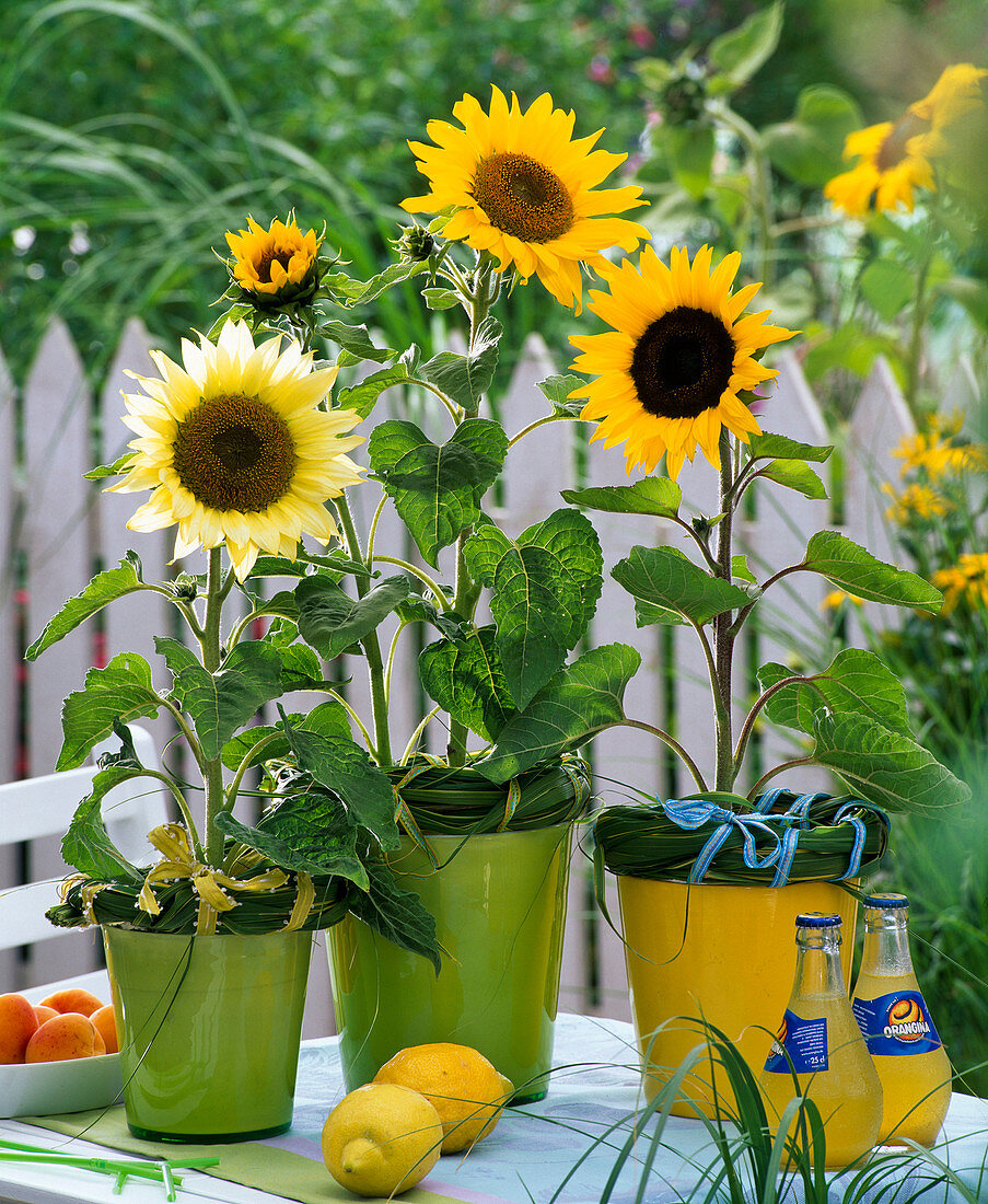 Helianthus in planters decorated with grass wreath