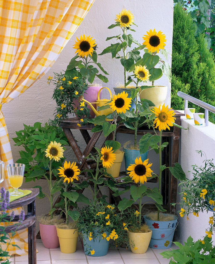 Helianthus Pacino 'Lemon', 'Cola', 'Gold' (Sonnenblumen)