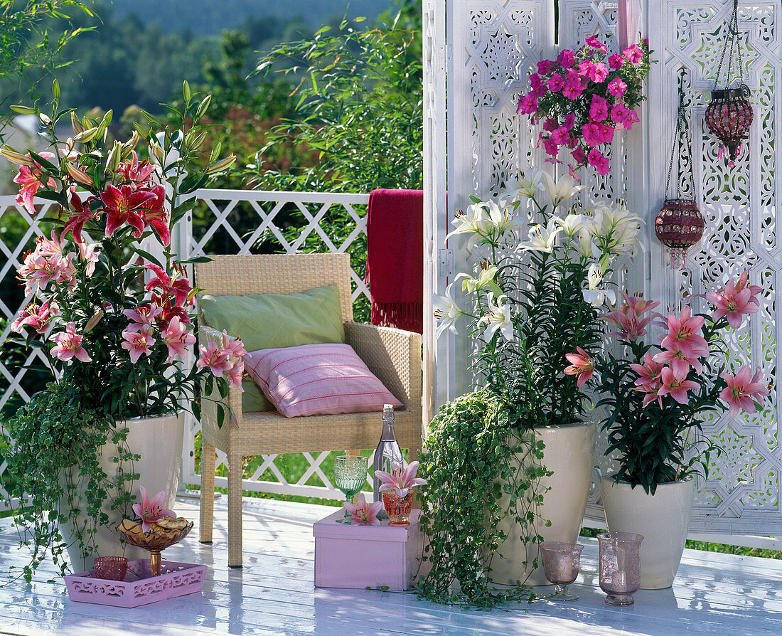Balcony with Lilium asiaticum (lilies), Petunia (petunia)