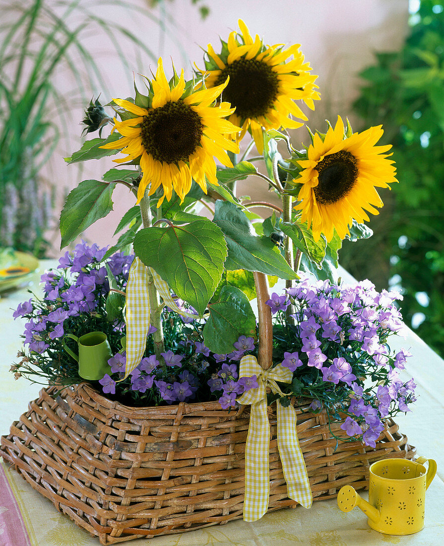 Helianthus 'Mezzulah' (Sonnenblumen), Campanula isophylla