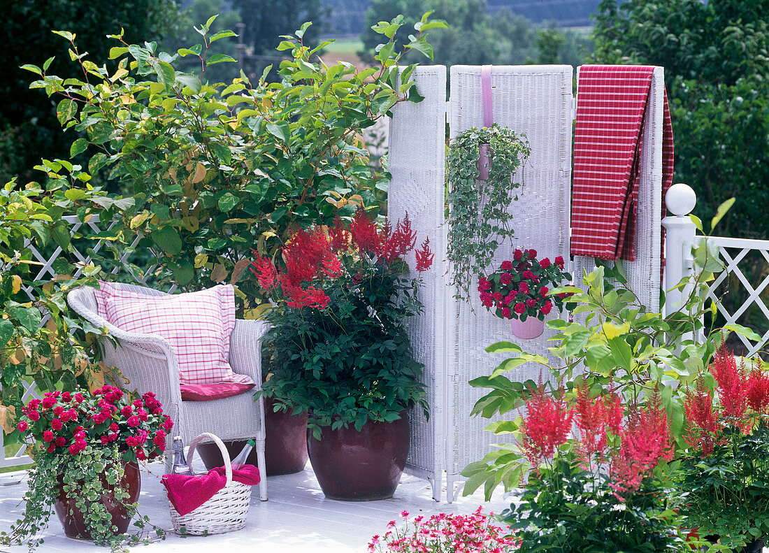 Shadow balcony with Reynoutria japonica (Asian knotweed)