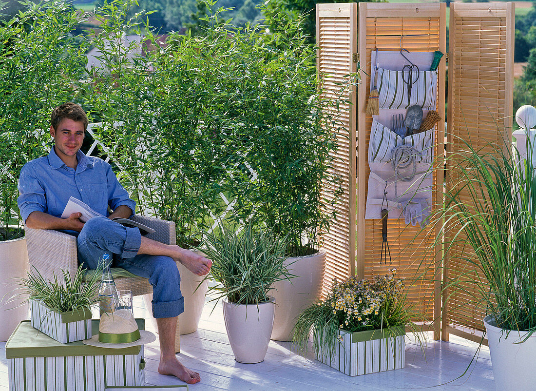 Gräserbalkon mit Phyllostachys 'Bissetii' (Bambus) als Sichtschutz