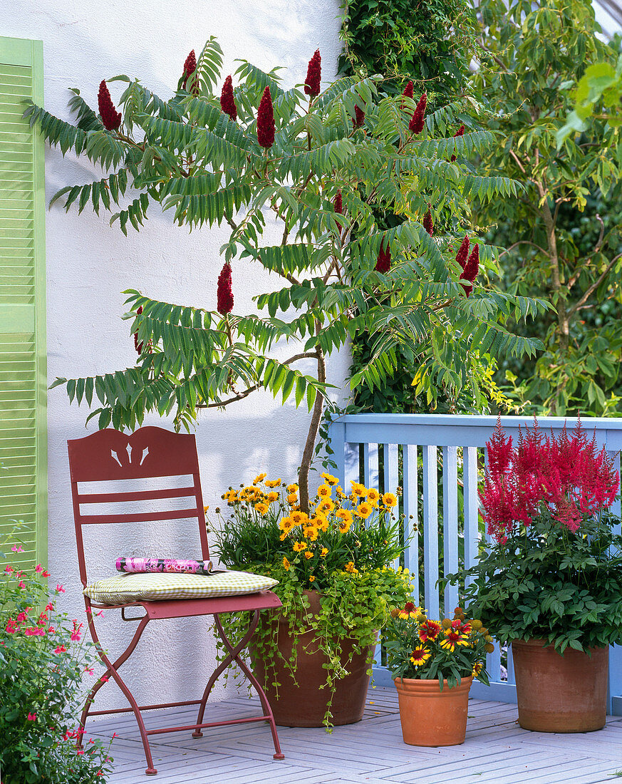 Rhus typhina (Essigbaum) unterpflanzt mit Coreopsis