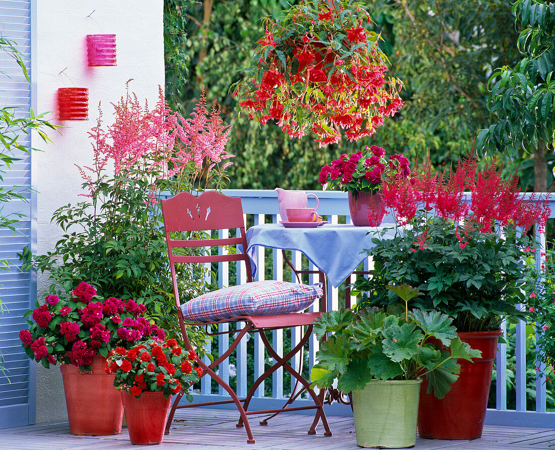 Schattenbalkon mit Astilbe (Prachtspieren), Begonia (Girlandenbegonie)