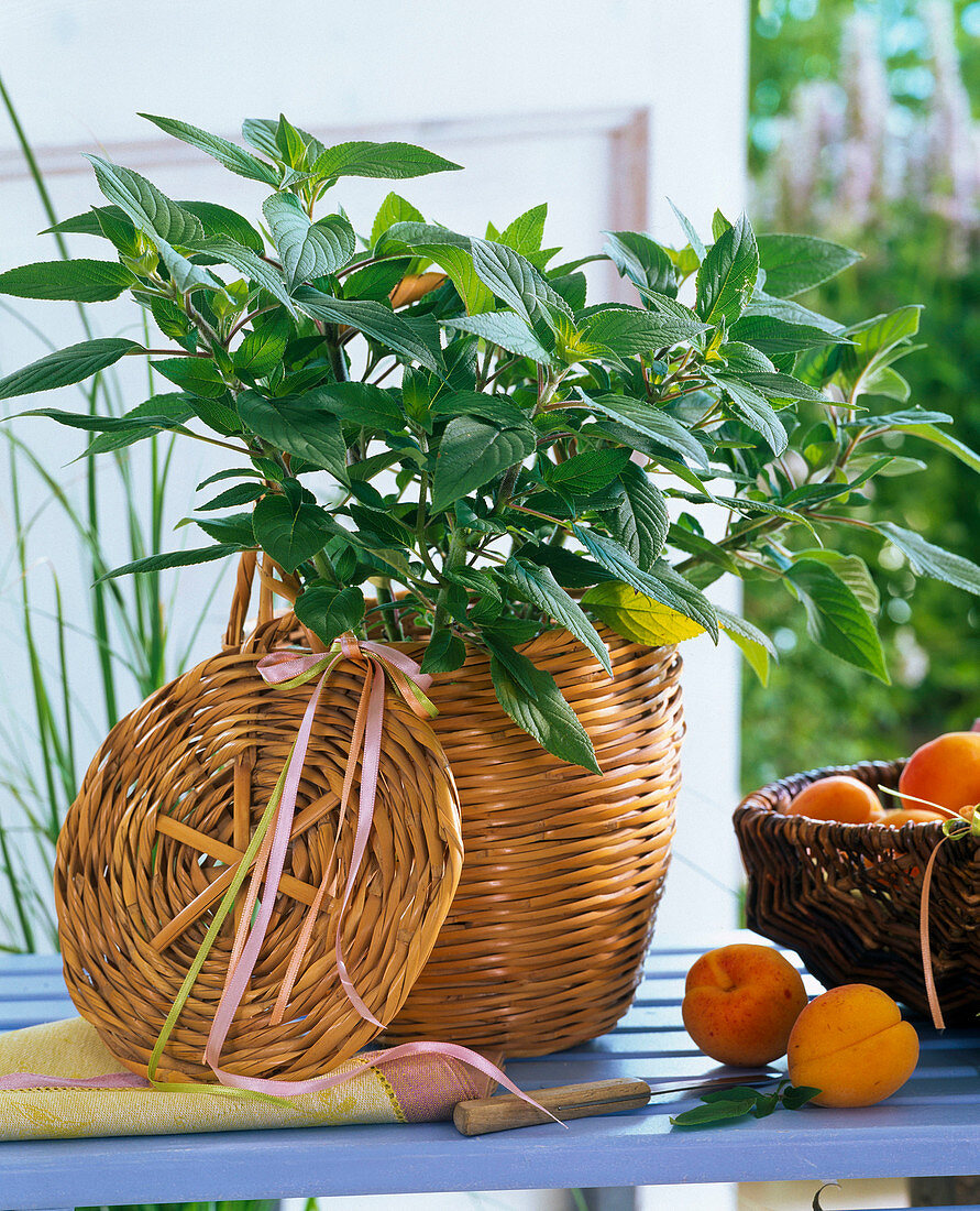 Salvia rutilans (pineapple sage) in bamboo basket