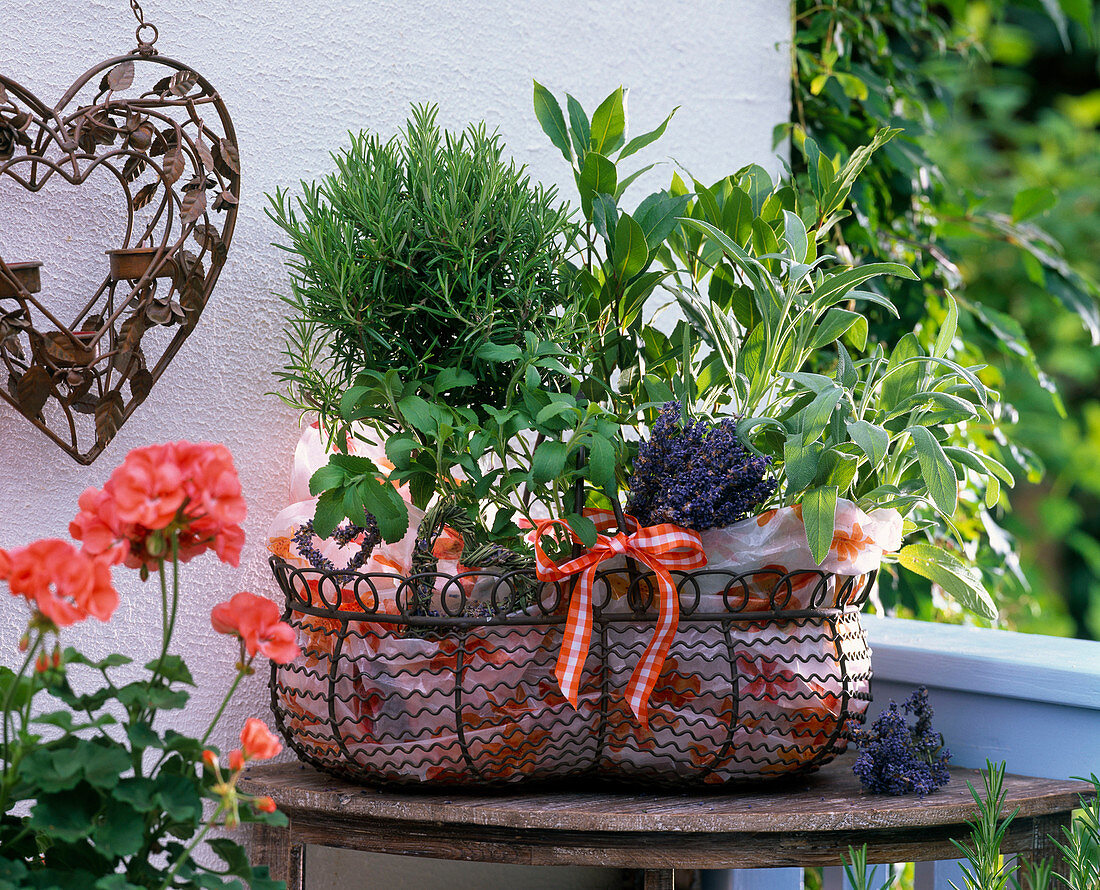 Gift basket with herbs: Salvia (sage), Laurus (laurel), Rosmarinus