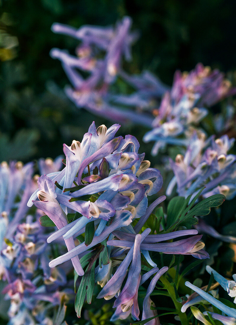 Corydalis flexuosa 'Purple Leafed' (Blue Corydalis)