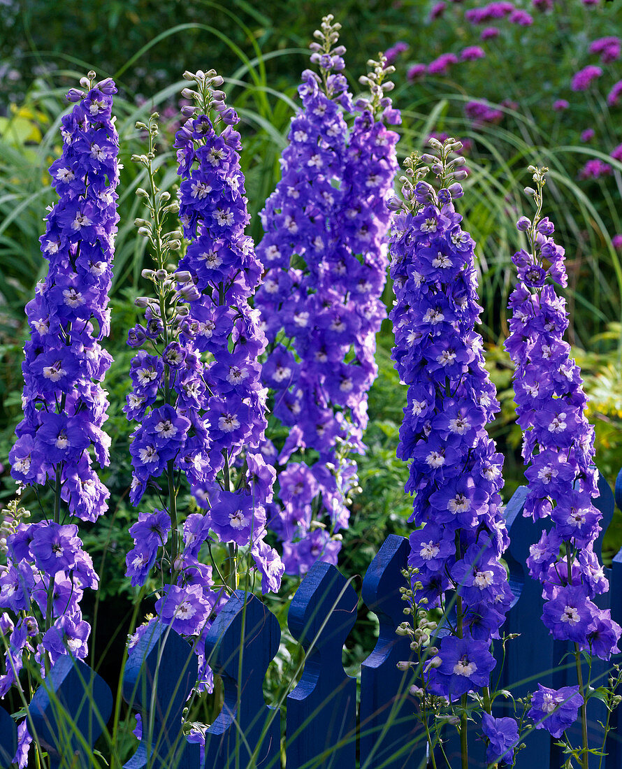 Delphinium elatum 'Bluebird' (Larkspur)