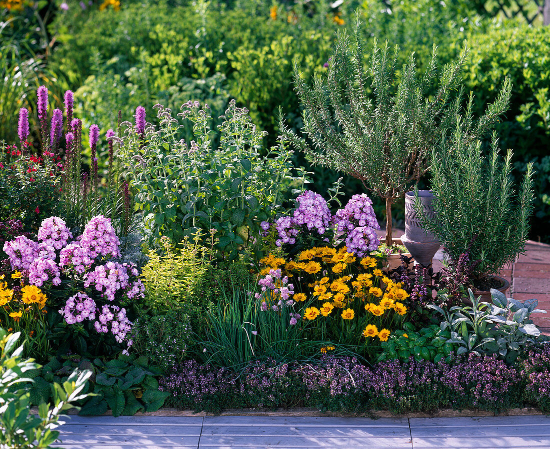 Herb bed with perennials, phlox, coreopsis