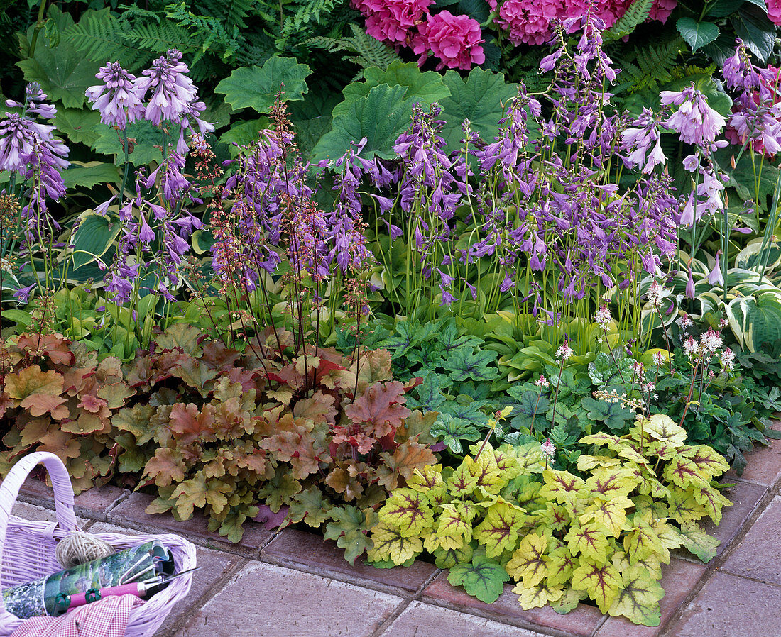 Shadow corner with decorative ornamental perennial leafs