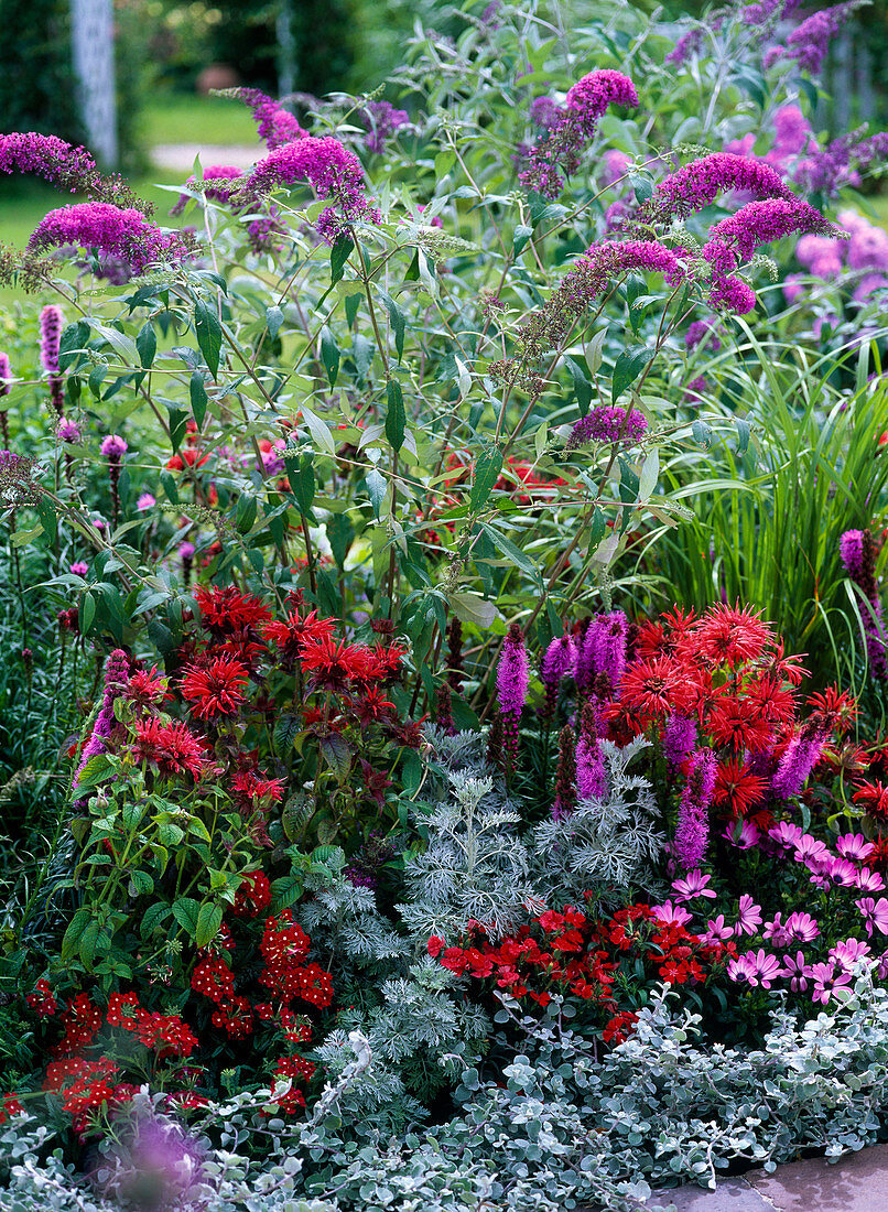 Red-purple bedding: Monarda fistulosa 'Prairie Burn' (Indian nettle)