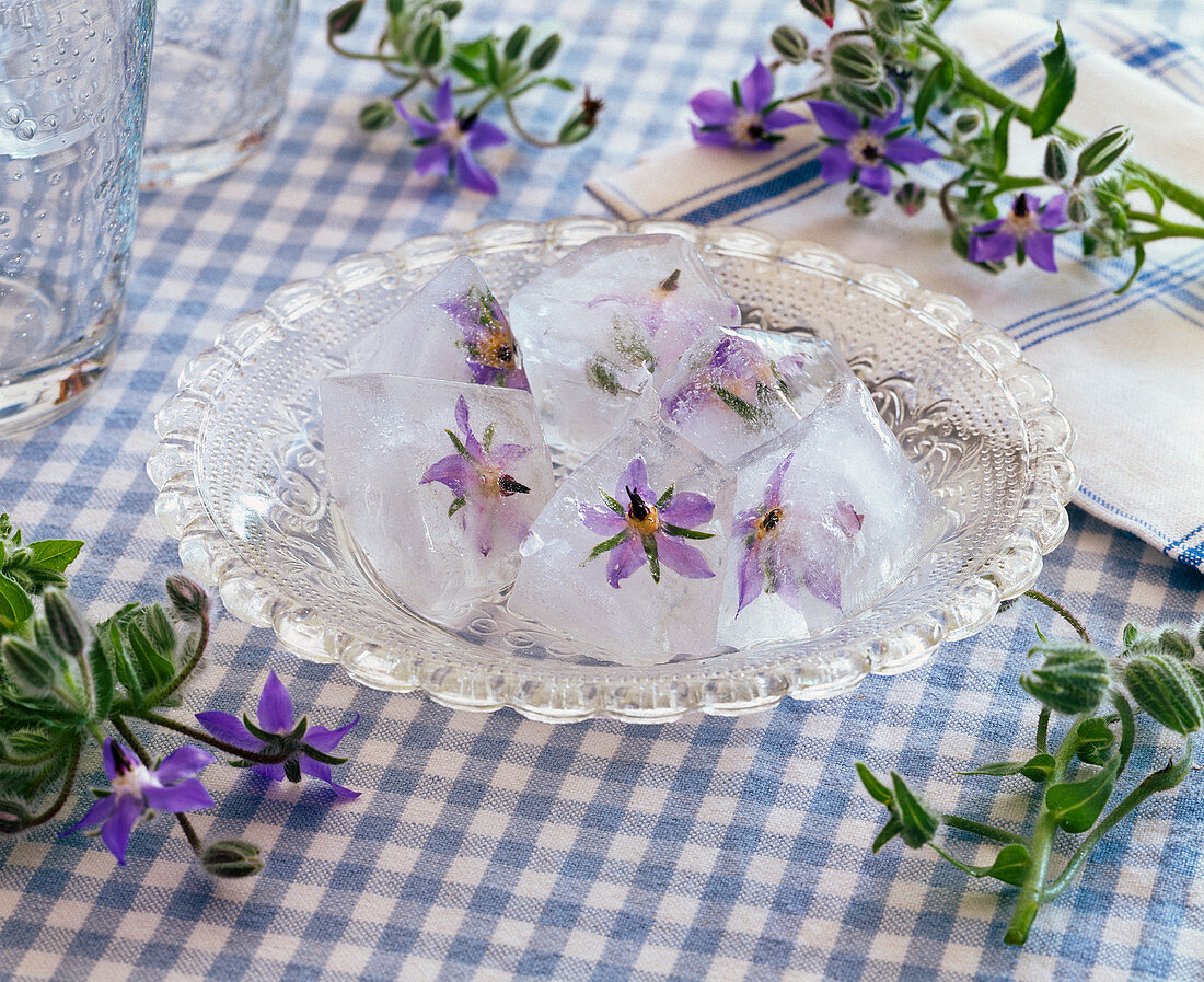 Flowers of Borago (borage) in ice cubes on a plate