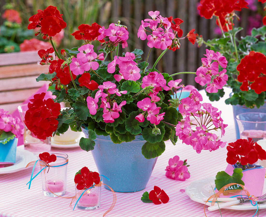 Geranien als Tischdekoration: Pelargonium Trend 'Dark Red',  'Lavender'