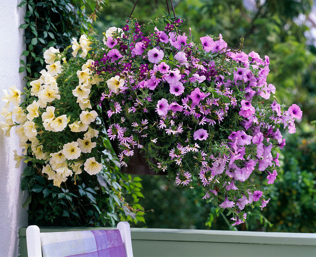 Petunia Calimero 'Mary Blue', 'Sylvana', 'Vanilla' (Petunias)