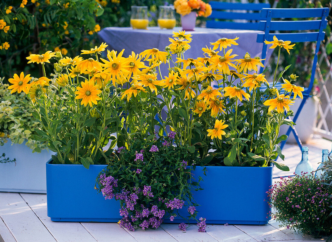 Rudbeckia hirta 'Prairie Sun' (coneflower), Nemesia (elf mirror)