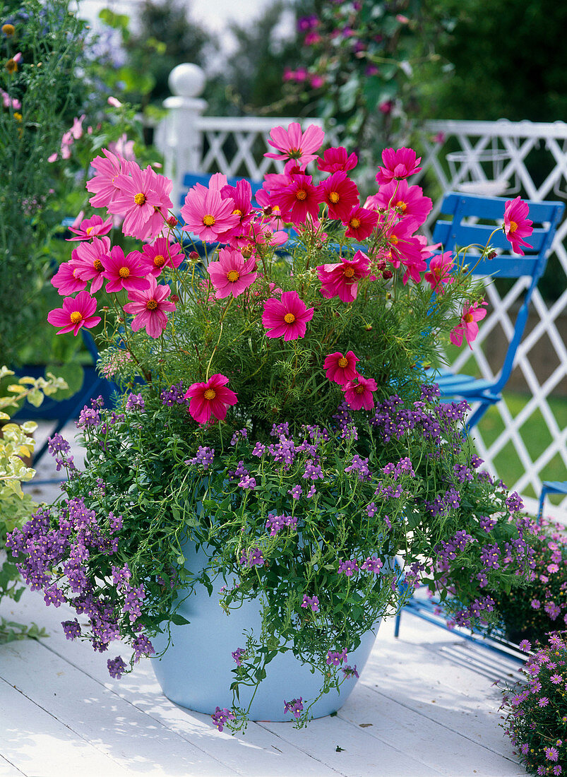 Cosmos Sonata 'Pink' (Schmuckkörbchen), Nemesia Kaboutertjes