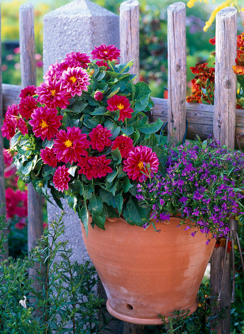 Terracotta wall planter with Dahlia (dwarf dahlia), Lobelia (male trefoil)