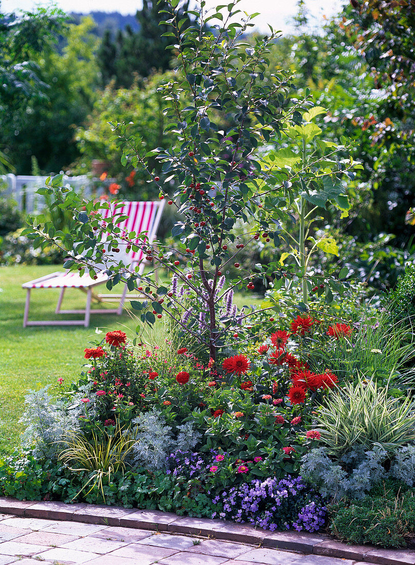 Prunus cerasus 'Gerema' (Sauerkirsche) im Beet mit Zinnia (Zinnien)