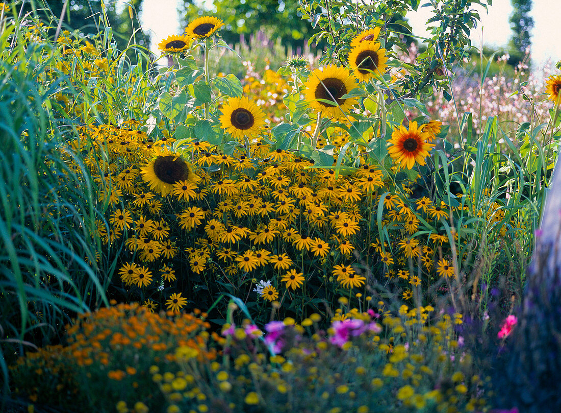 Gelbes Beet mit Rudbeckia 'Goldsturm' (Sonnenhut), Helianthus (Sonnenblumen)